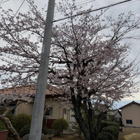 画像524