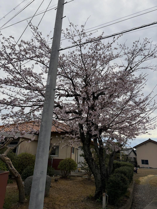 画像524